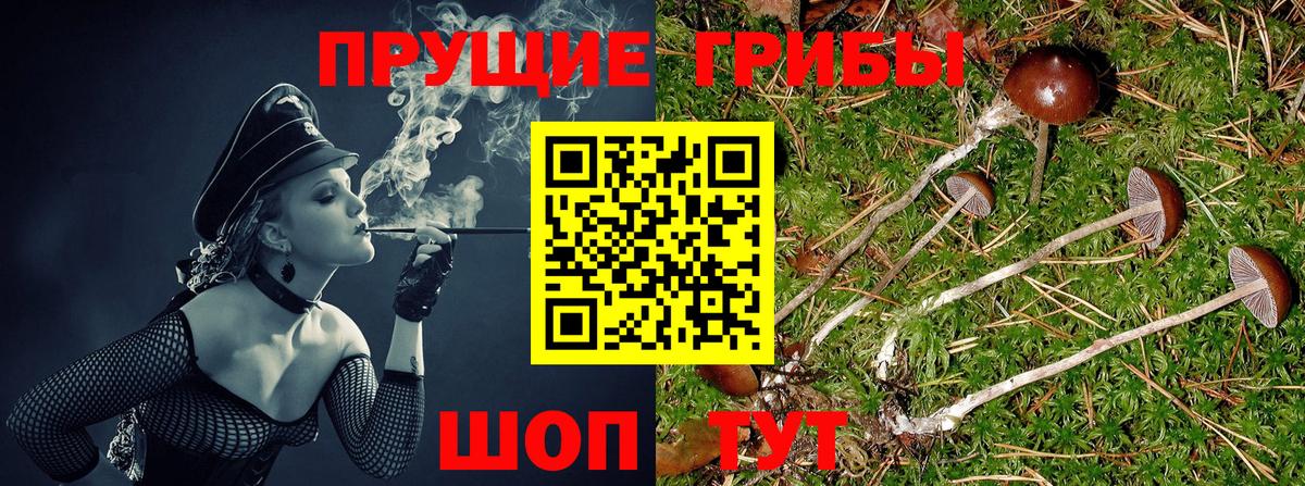 Псилоцибиновые грибы Psilocybe  Вход с VPN  Кызыл 